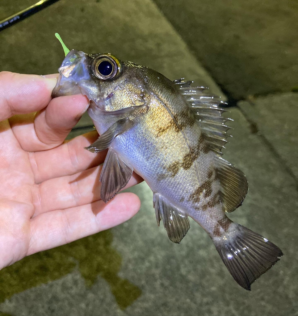 シーズン終了メバリング