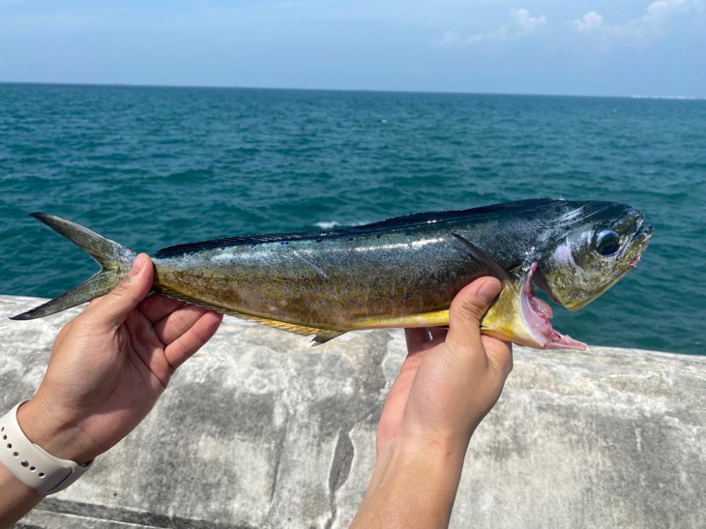 和歌山シイラ釣り