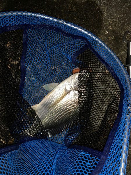 淀川のヌシが！