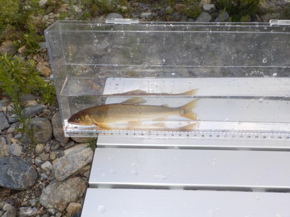 美山鮎9 高水・ささ濁りでも釣れる