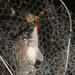 チヌハンターパート34