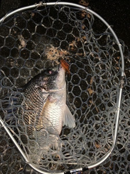 チヌハンターパート34