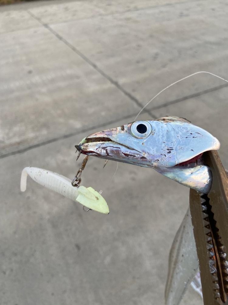 最強アクション実証、夏太刀魚攻略