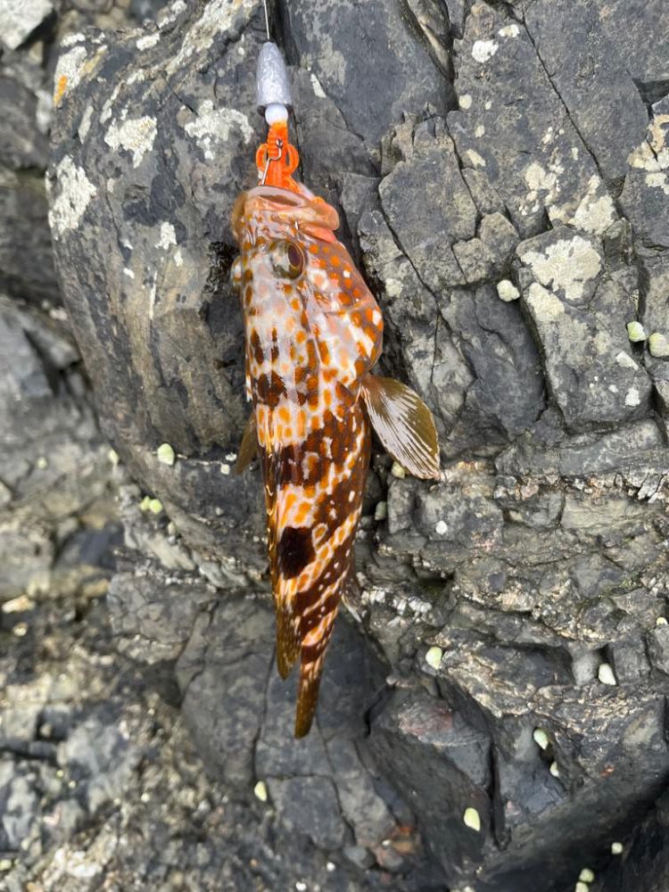 アコウ、ガシラ、カワハギ