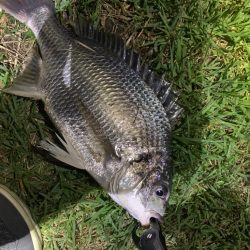 チヌハンターパート38