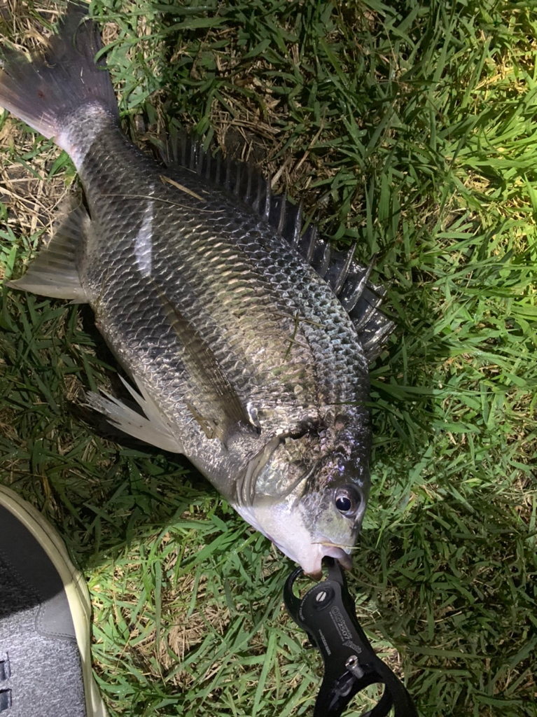 チヌハンターパート38