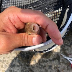 がまかつ公式投稿2 泉南キスII