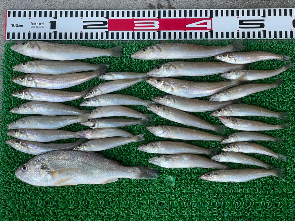 ボートでキス釣り