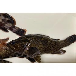 湾奥ライトゲーム!