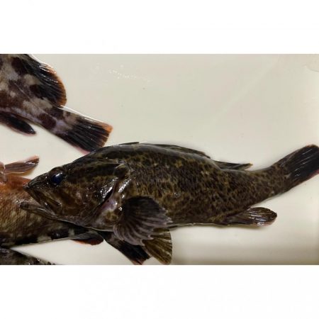 湾奥ライトゲーム!