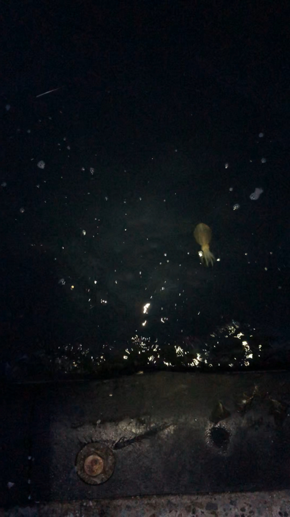 【明石】ケンサキイカ探し