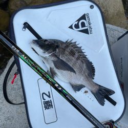 宮島のチヌ釣り