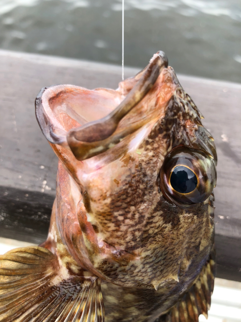 青イソメで根魚