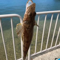 ベイトタックルでキスゲーム