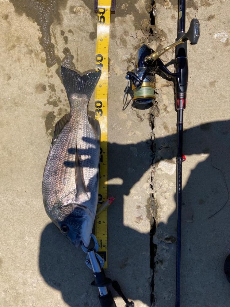 マゴチングからの〜チニング