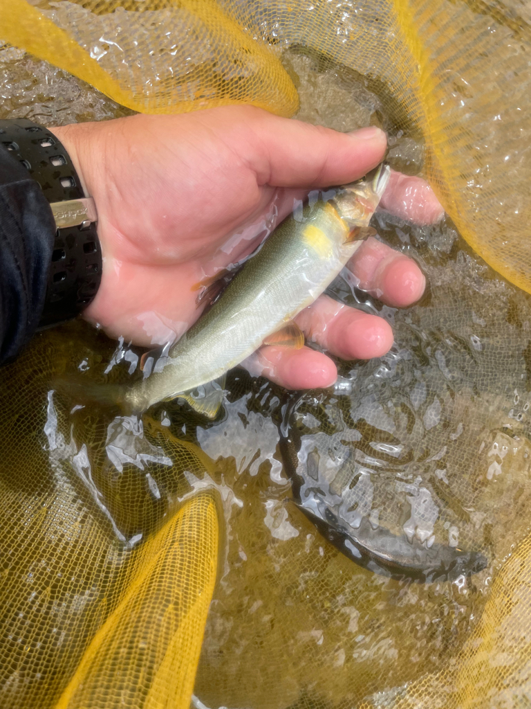 十津川村　鮎釣り