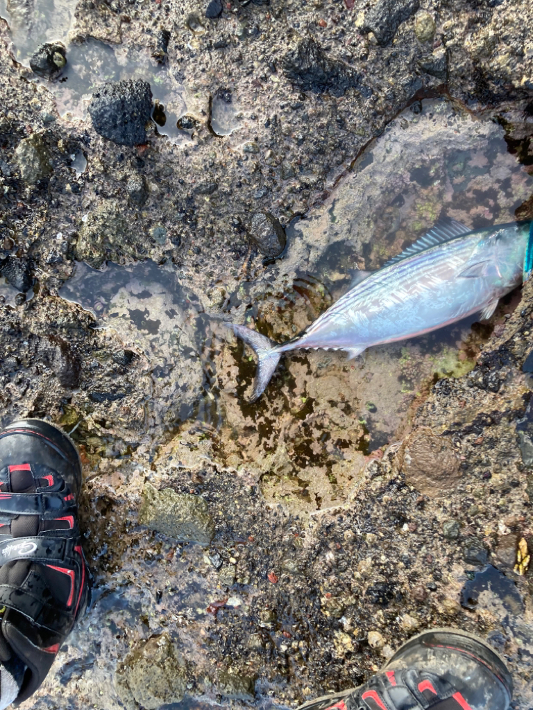 ショアジギング青物