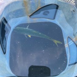 イカ イカ イカ