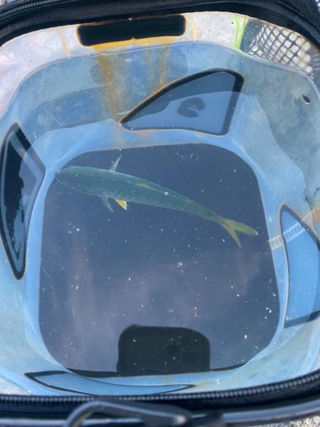 イカ イカ イカ