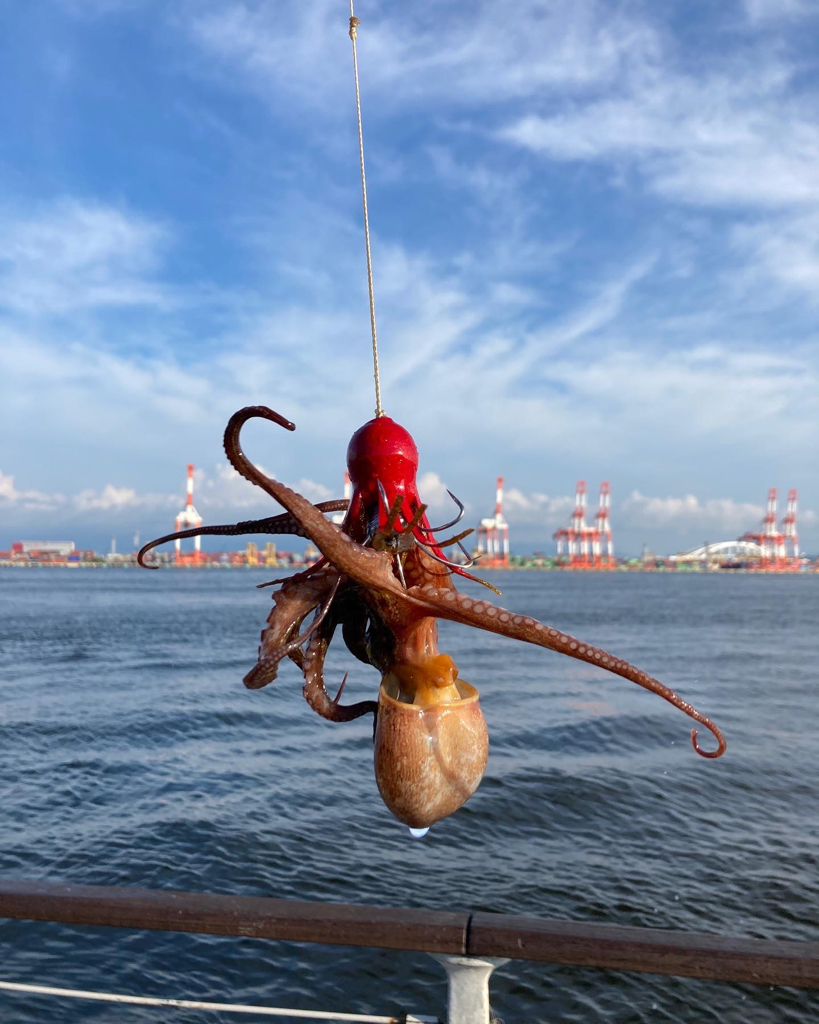 湾奥コスモ蛸。まだ何とか4杯。。。