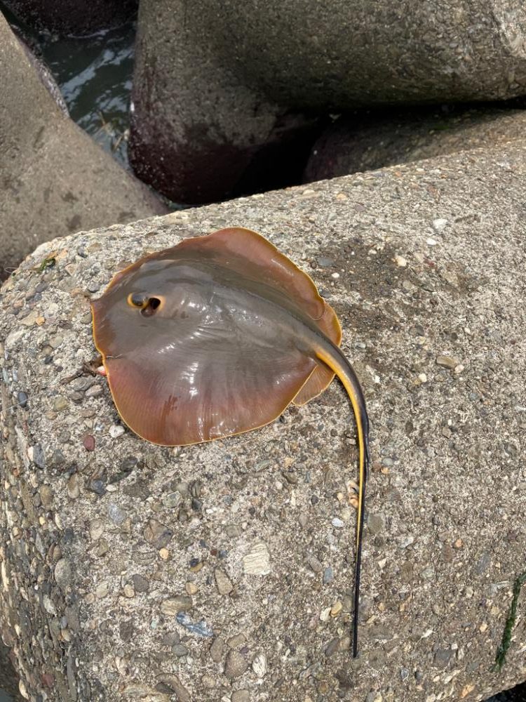 デイゲーム ３魚種制覇！