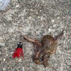 ２日連続のタコ🐙