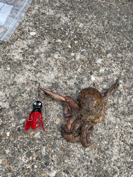 ２日連続のタコ🐙