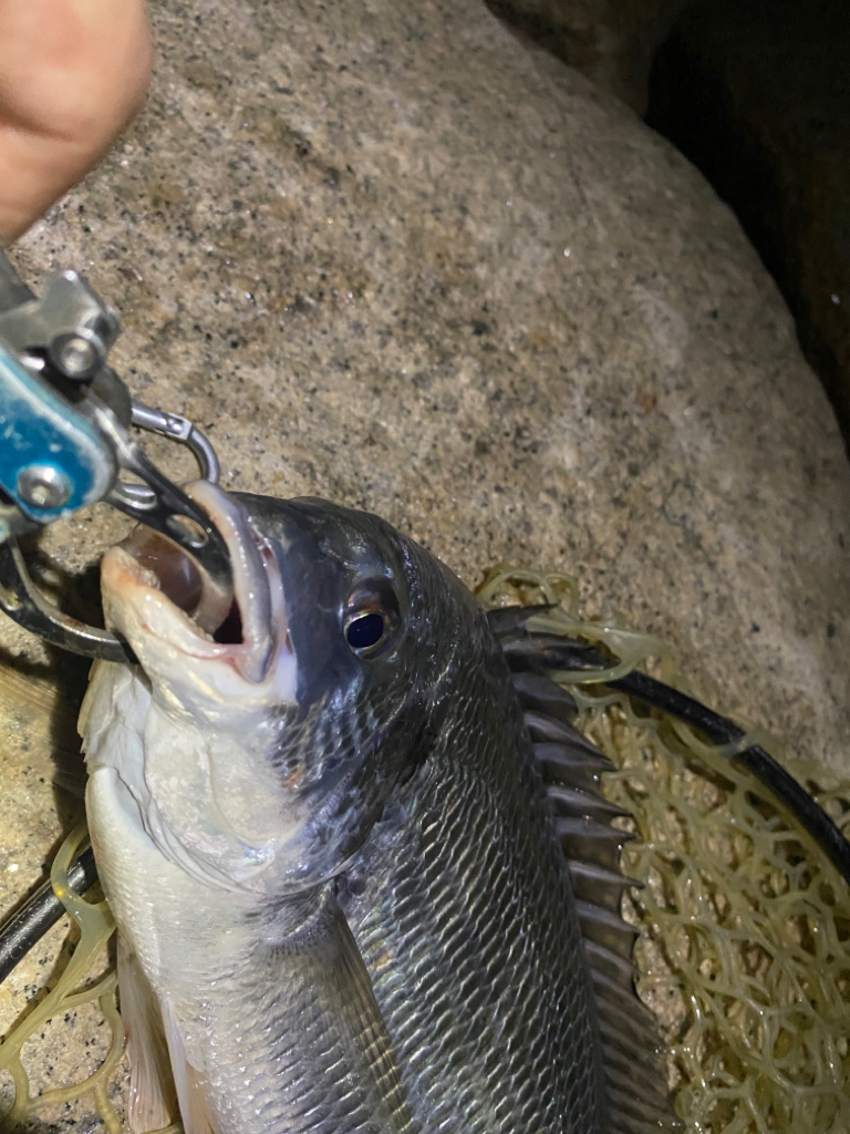 淀川ブリームゲーム