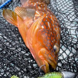 シャローロックフィッシュゲーム！