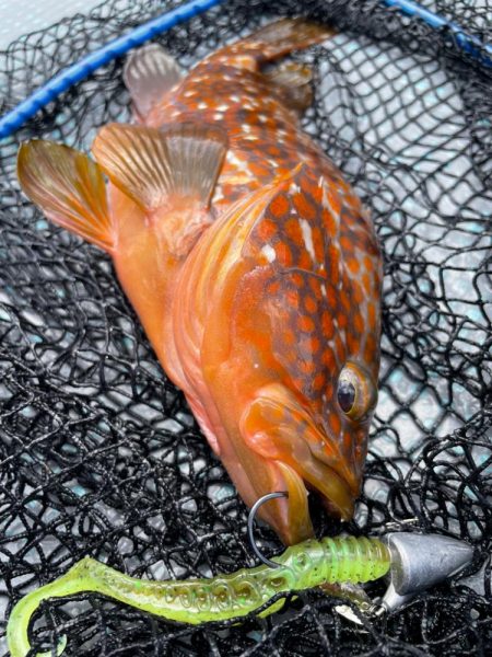 シャローロックフィッシュゲーム！