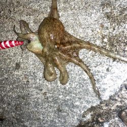 【タコング】夜タコ