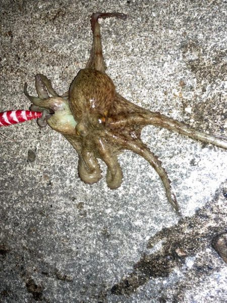 【タコング】夜タコ