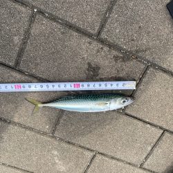 ジギングでサバ2匹