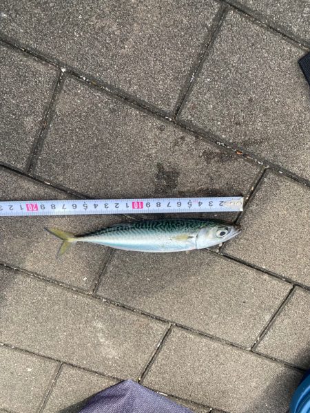 ジギングでサバ2匹