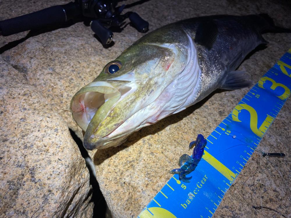 淀川ブリームゲーム ランカーまでもう少し