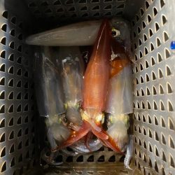 和歌山イカメタル