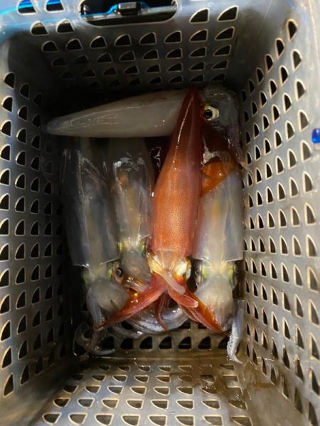 和歌山イカメタル