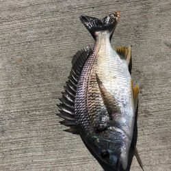 猛暑朝からエビ撒き