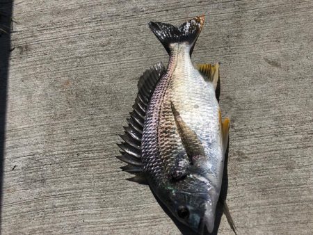 猛暑朝からエビ撒き