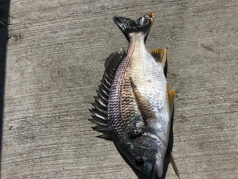 猛暑朝からエビ撒き