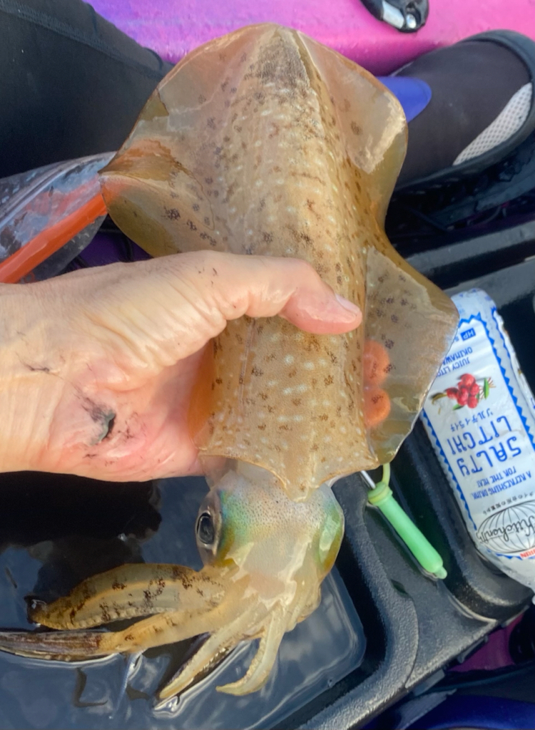 アオリイカ開幕戦