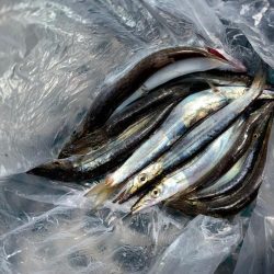 ペンペン爆釣！