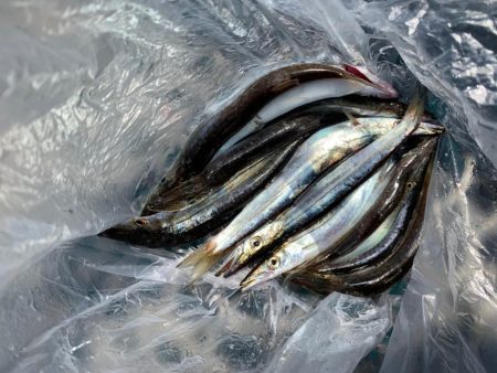 ペンペン爆釣！