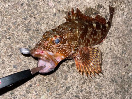 豆アジングにライトロック