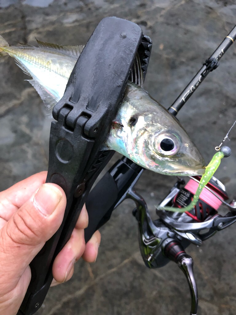 2022 佐渡ヶ島ライトゲーム&エギング