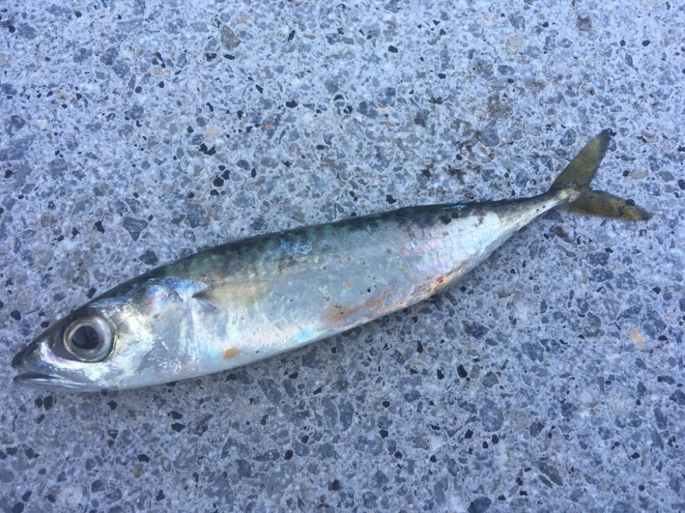 ファミリーフィッシング　イン　サマー