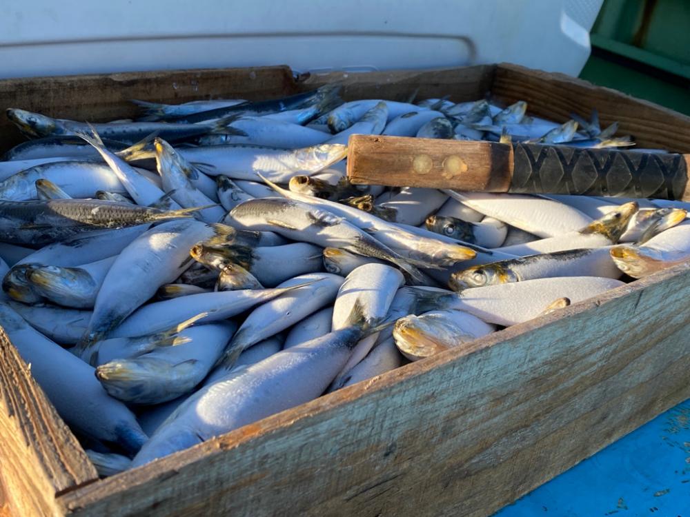 初めての船テンヤ 太刀魚釣り