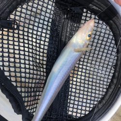 泉南キス　ベストシーズンインザサン