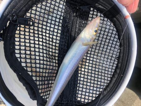 泉南キス　ベストシーズンインザサン