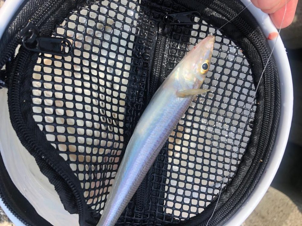 泉南キス ベストシーズンインザサン